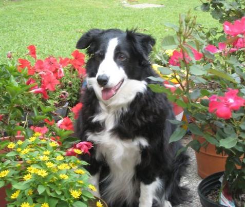 dog_flowers