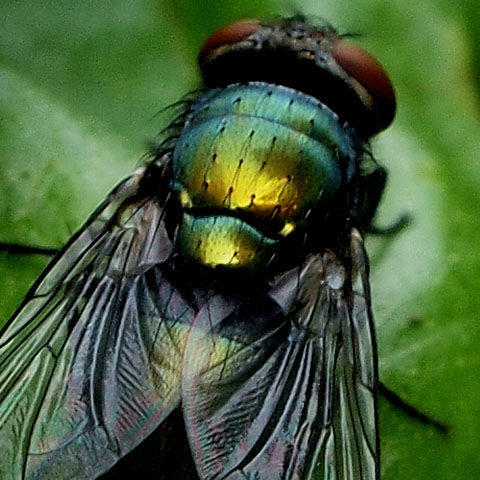 fly-macro-3