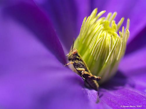 grasshopper-on-clematis