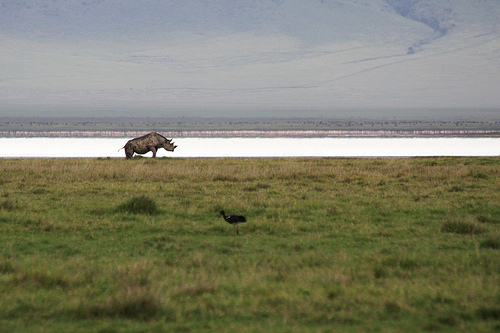 rhinoceros-spraying-a-trail