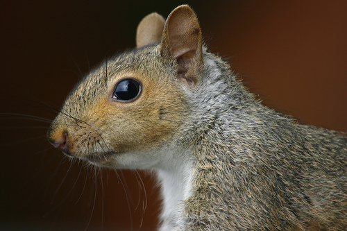 squirrel-profile