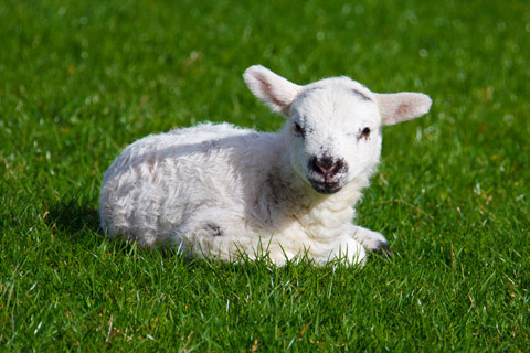 baby lamb