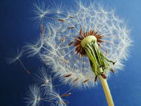 dandilion