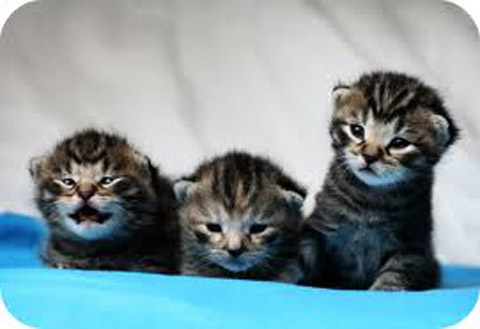 kittens