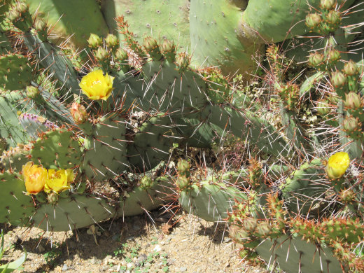 scout211 cactus flowers