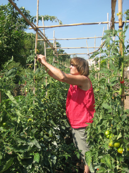 pat h Bonnie tying up her tomato plants