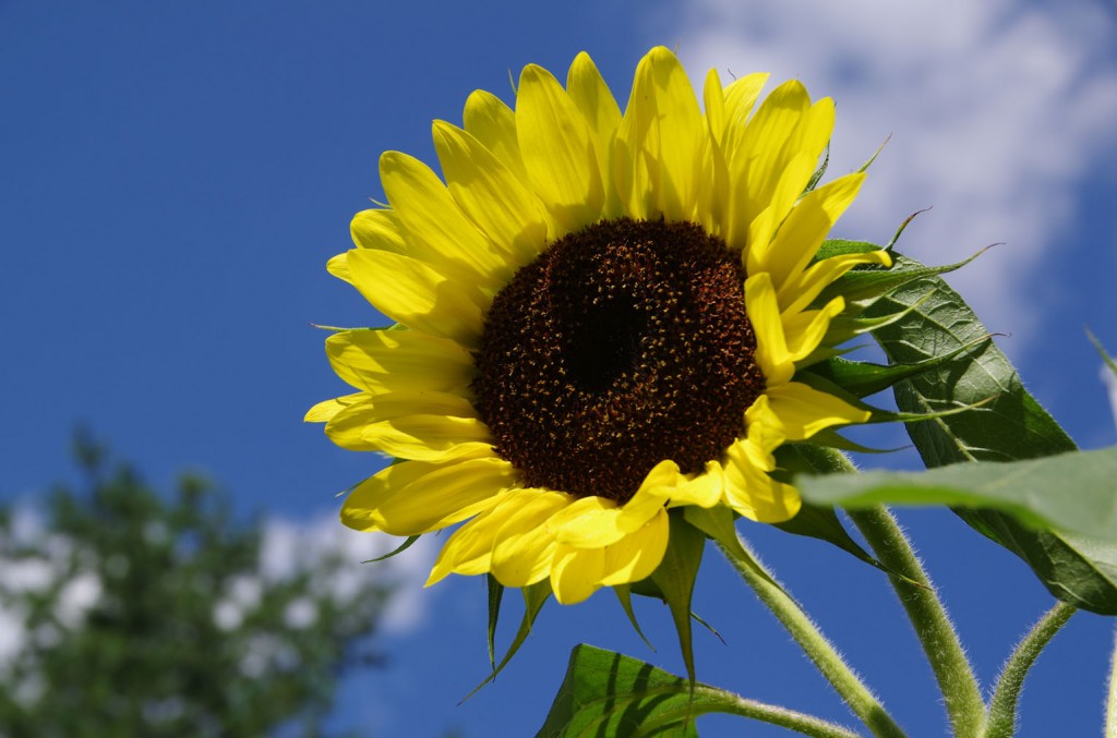heartlandliberal sunflower