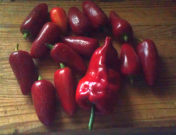 max peppers harvest