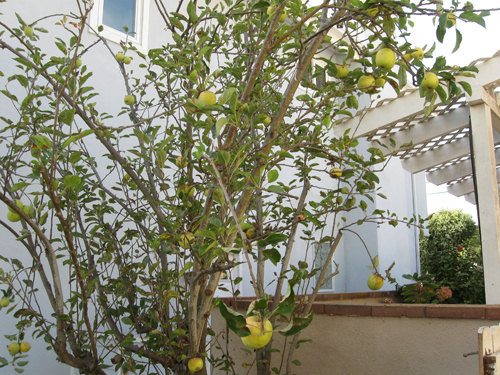 maryg apple-tree