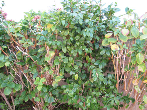 maryg camellias-hydrangeas