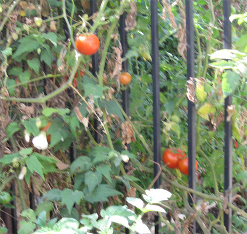 maryg red-tomatoes