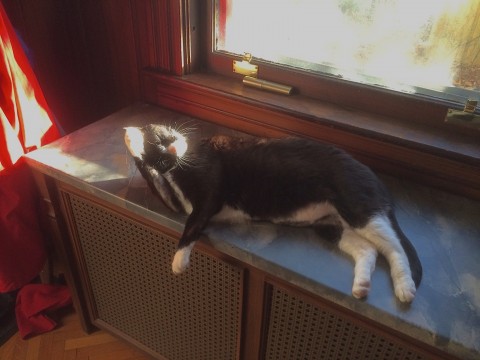 Tikka in the sun
