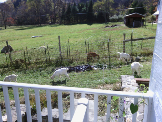 hafabee garden_after_goats
