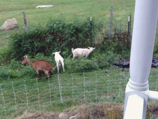 hafabee garden_before_goats