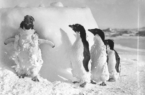 Adelie_penguin_chicks_molting