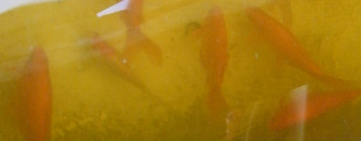 aquapnics goldfish
