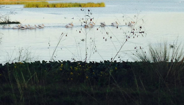 white pelicans