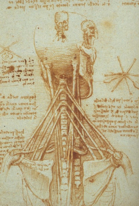 Leonardo_Anatomy_of_the_Neck,_c._1515