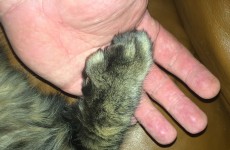 paw