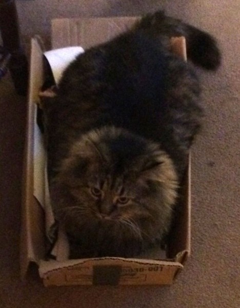 Itsmycatinabox