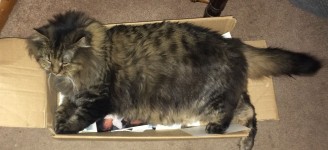 catinabox