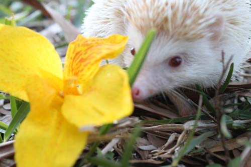 hedgie_flower