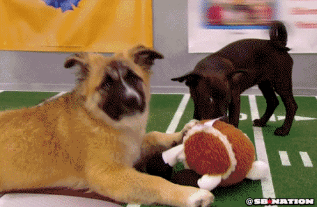 puppy bowl play of the game via sb nation