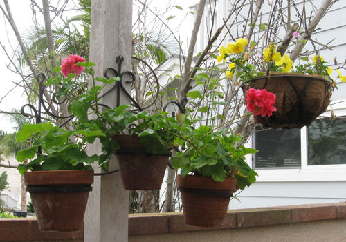 hbm geraniums-and-pansies
