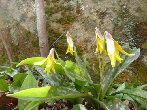 jrinwv EXP 1 of a hundred trout lilies