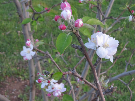 scout211 apple blossom 2014