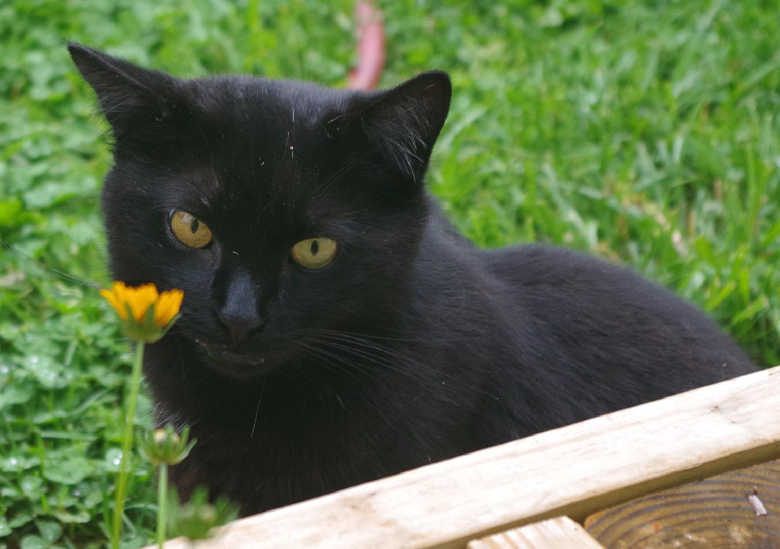 max cat in coreopsis