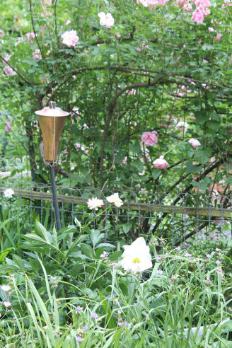 raven lantern daylilies