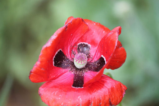 raven poppy closeup