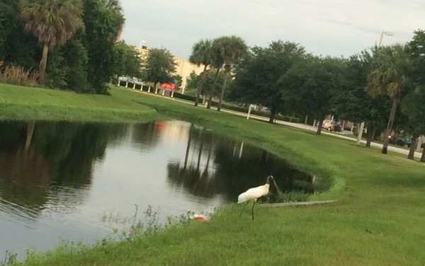 stork_spoonbill