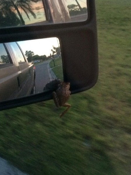 truck_frog