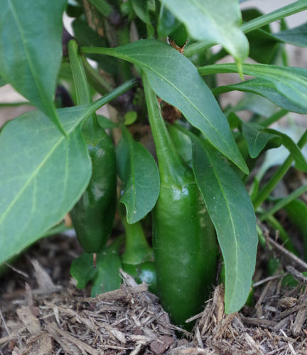max peppers coming in