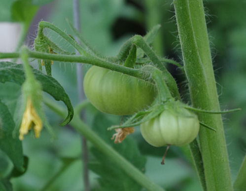 max tomato plant