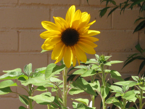 mmg perfect-sunflower