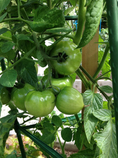opiejeanne 14 Super Fantastic tomato