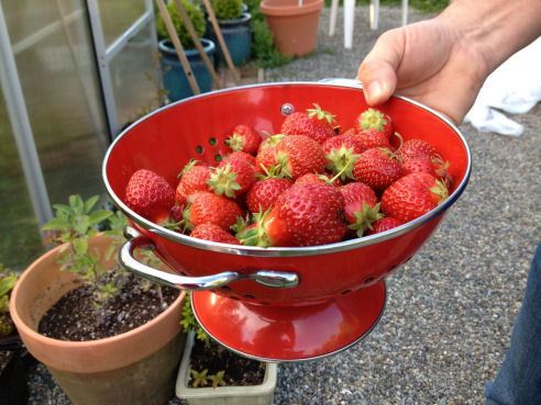 opiejeanne 14 hood strawberries
