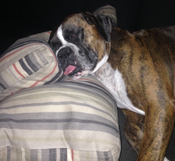 patsy_sleeping_tongue