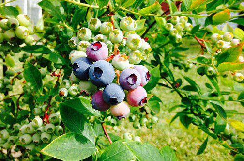 marvel 14 july Blueberries