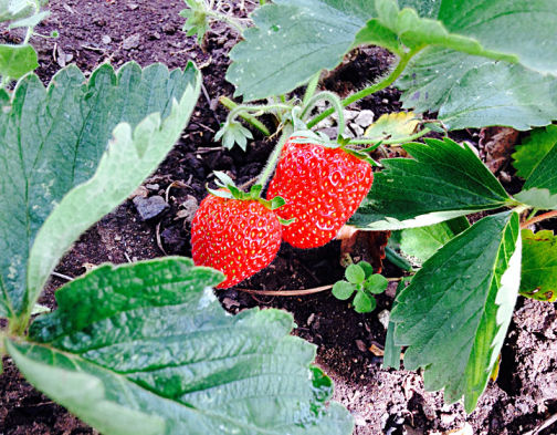 marvel 14 july Strawberries