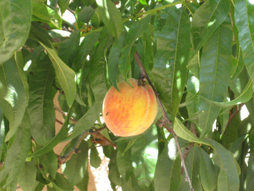 maryg 14 jul first-peach