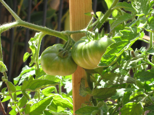 maryg 14 jul green-tomatoes1
