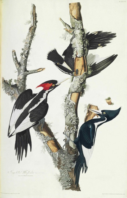 66_Ivory-billed_Woodpecker_(Duke_of_Portland_Audubon_edition)