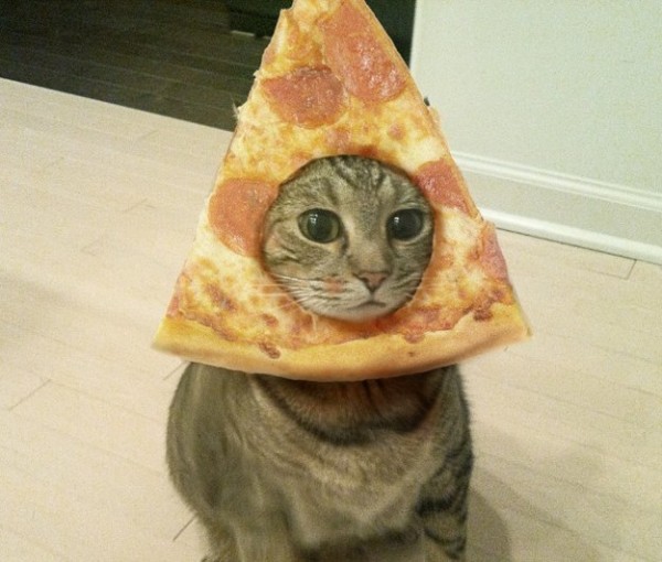 pizza_cat