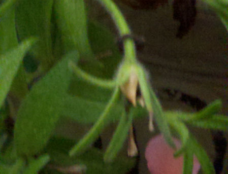satby Petunia seed pod