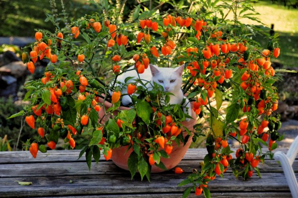 jeffreyw cat on a hot pepper bush