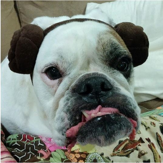 princess leia bulldog